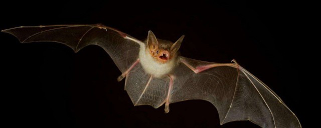 是哺乳动物吗(海豚是哺乳动物吗)