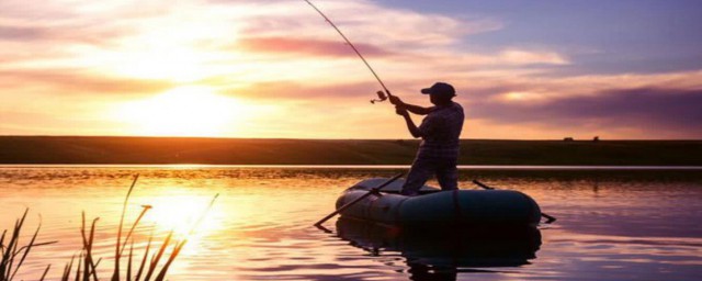 鱼是什么动物(鲸是什么动物类型)