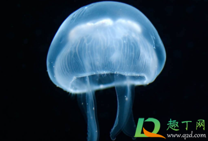 水母衣是干嘛用的(水母服是什么样子)