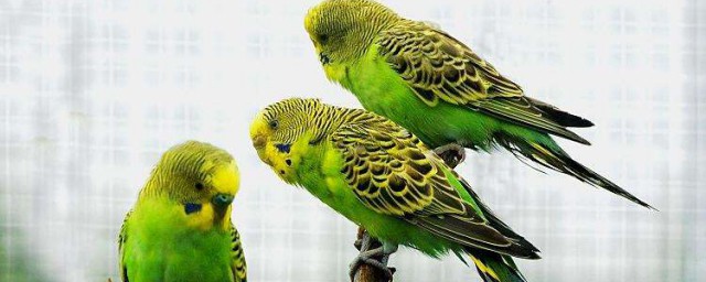 虎皮鹦鹉介绍(虎皮鹦鹉介绍视频)