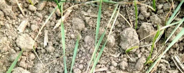 怎么能避免土壤结块(盆栽土壤结块怎么处理)