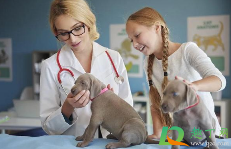 宠物看病比人贵合理吗(为什么给动物看病比人还贵)