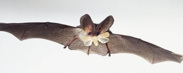 关于蝙蝠的小知识(蝙蝠知识普及)