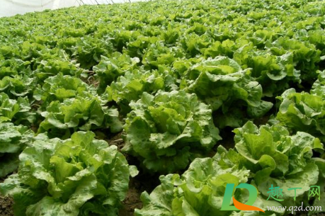 留种的生菜什么时间收获(如何种生菜什么时间种)