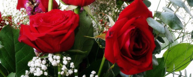 和玫瑰花相配的花语是什么(不同玫瑰花的花语和代表)