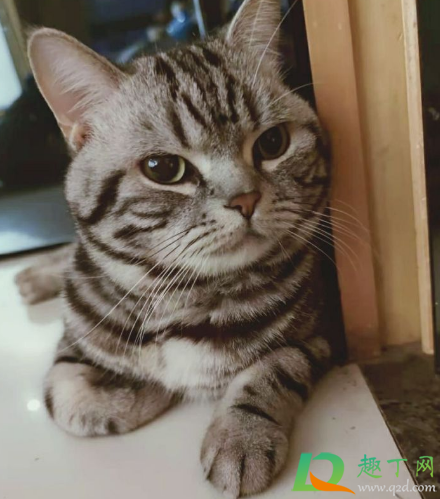 美短得心脏病会不会自己好(美短易发心脏病) 美短得心脏病会不会自己好(美短易发心脏病)