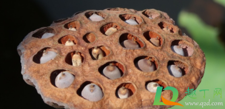 莲蓬变黑莲子还能吃吗(莲蓬里的莲子变黑)