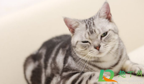 美短心脏病很多吗(美短心脏病征兆) 美短心脏病很多吗(美短心脏病征兆)