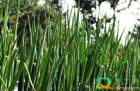 葱叶黄了怎么补救(葱叶发黄怎么办)