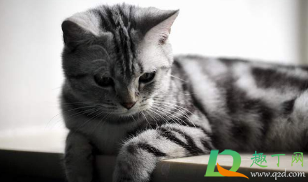 美短如何预防心脏病发病(美短心脏病发作怎么急救) 美短如何预防心脏病发病(美短心脏病发作怎么急救)