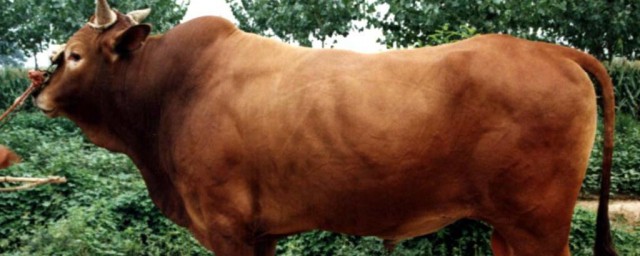 是牛(是牛在吹是牛在飞什么歌)