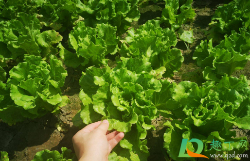 留种的生菜什么时间收获(如何种生菜什么时间种)