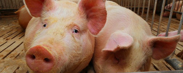 育肥猪的饲养重点是什么(育肥猪管理要点)