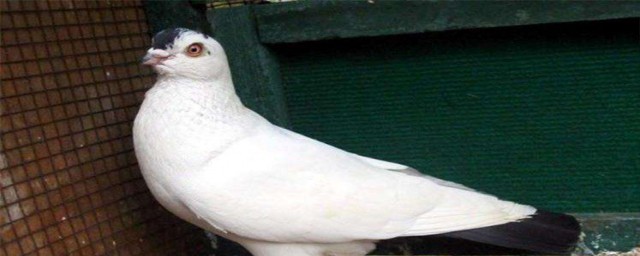 观赏鸽喂养小鸽子教学(养鸽子技术教程)