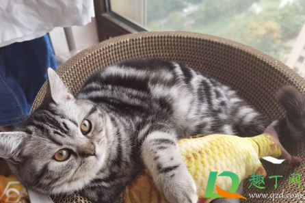 美短心脏病发作怎么急救(怎么预防美短患上心脏病)