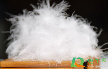 飞丝绒是什么材料做的(丝绒一般是什么材料)