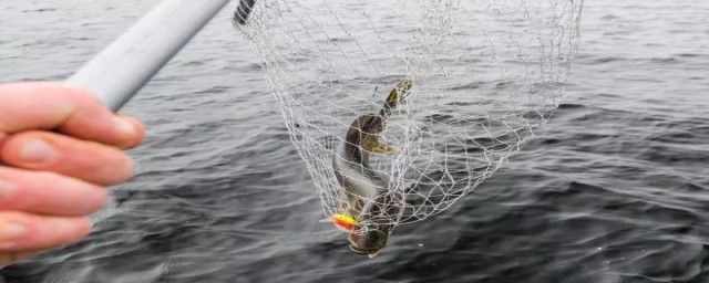 如何制作捕鱼陷阱