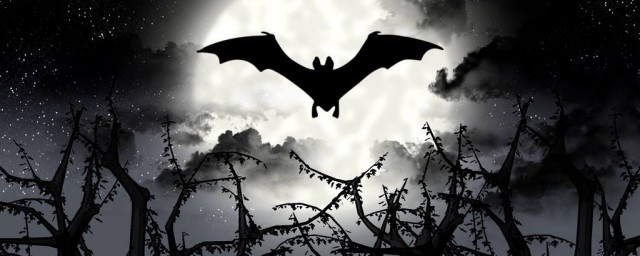 蝙蝠视力差吗(蝙蝠的视力发达吗)