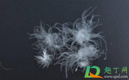 飞丝绒是什么材料做的(丝绒一般是什么材料) 飞丝绒是什么材料做的(丝绒一般是什么材料)