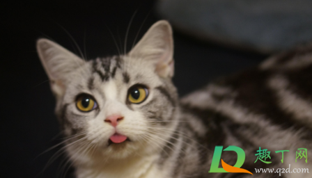 美短得心脏病会不会自己好(美短易发心脏病)