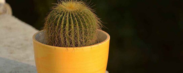 仙人球能不能在卧室养呢(仙人球适合在卧室里养吗)