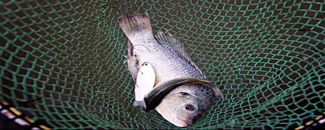 渔网有多少种(渔网有哪几种名称)