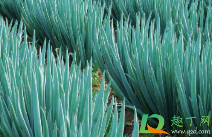 2021年种大葱能挣钱吗(2021年种洋葱挣钱) 2021年种大葱能挣钱吗(2021年种洋葱挣钱)