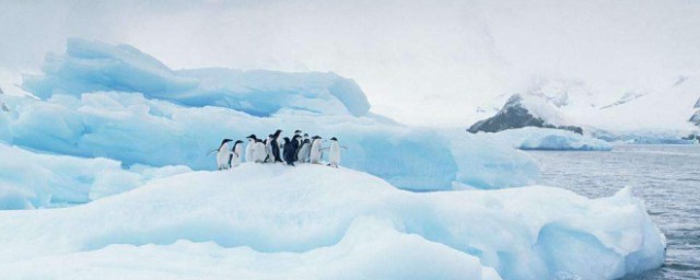 南极比北极还冷吗(南极为啥比北极冷)