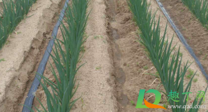 2021年种大葱能挣钱吗(2021年种洋葱挣钱)