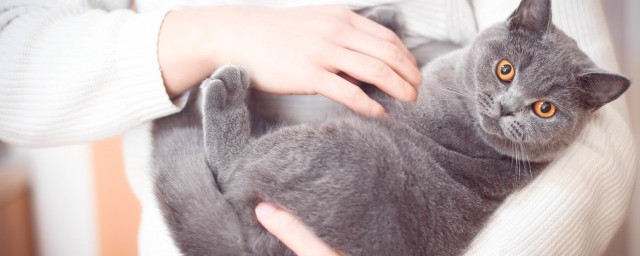 老鼠看到猫后不敢动的原因(老鼠为啥看见猫一动不动)