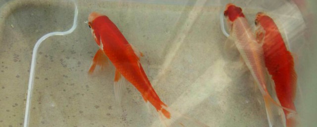 应该准备什么(孩子高考去庙里应该准备什么)