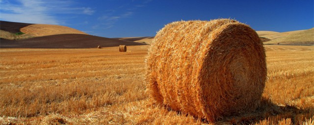 秋天农作物成熟很重要的一部分因素是什么(你还知道哪些农作物在秋天成熟吗?请写一写)