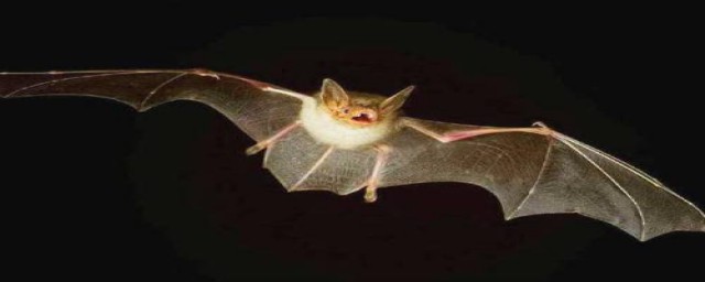 有关蝙蝠的电影(有关蝙蝠的电影中有火车)