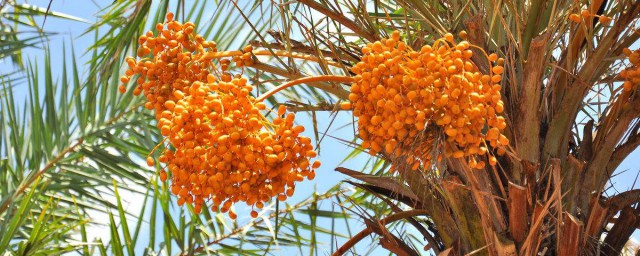 椰枣是什么果实(椰枣是椰树上结的一种果吗)