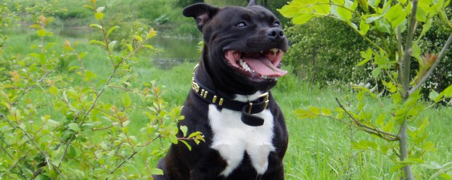 比特犬能不能打败藏獒(比特犬和藏獒打架谁更厉害)