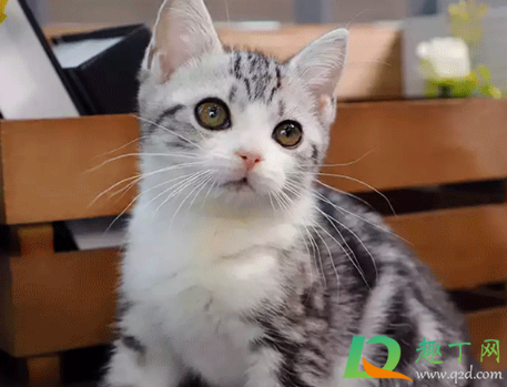 美短心脏病发作怎么急救(怎么预防美短患上心脏病) 美短心脏病发作怎么急救(怎么预防美短患上心脏病)