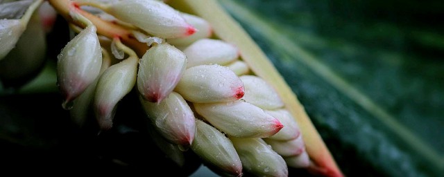 豆蔻出自哪首诗(豆蔻出自杜牧的哪一首诗)