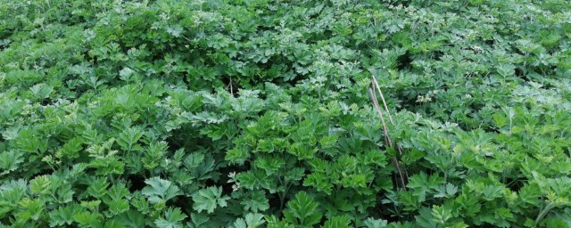 艾叶的介绍(艾叶的介绍以及作用)