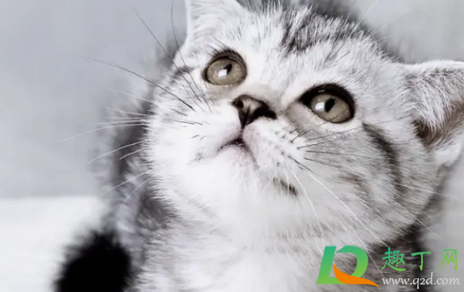 美短心脏病很多吗(美短心脏病征兆)