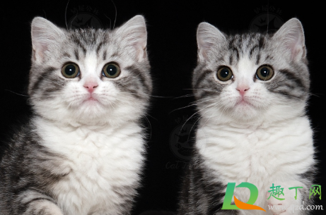 美短心脏病很多吗(美短心脏病征兆) 美短心脏病很多吗(美短心脏病征兆)