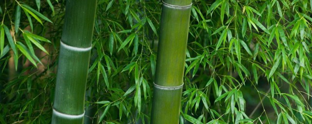 怎么保护竹制品(竹制品使用前怎样处理)