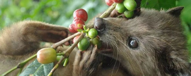果子狸以什么为食(果子狸是食肉动物吗)