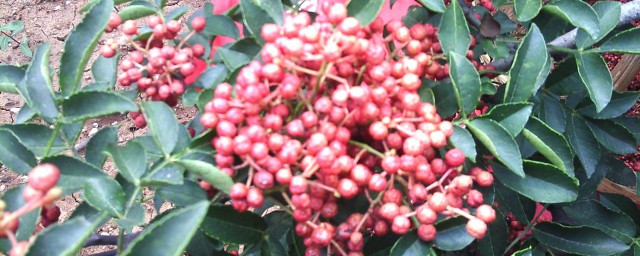 花椒树修剪产量高的方法(花椒树该修剪了,来看看老农民的修剪方法)