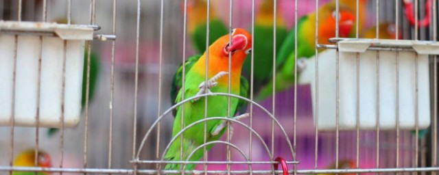 文言文笼中鹦鹉的寓意(文言文启蒙读本笼中鹦鹉)