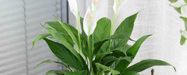 可以放卧室(适合卧室养的花草植物)