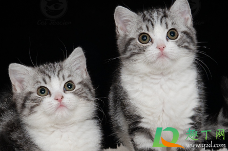 美短心脏病发作怎么急救(怎么预防美短患上心脏病) 美短心脏病发作怎么急救(怎么预防美短患上心脏病)