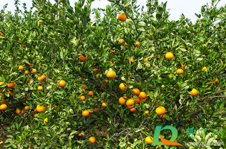 如何辨别爱媛38号果冻橙(爱媛果冻橙和38号一样吗) 如何辨别爱媛38号果冻橙(爱媛果冻橙和38号一样吗)