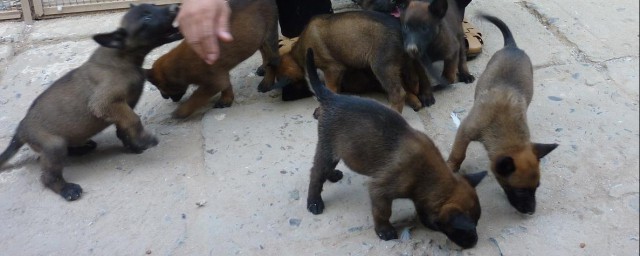 如何让马犬长得更好(怎么样的马犬才是最好的)