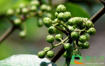 麦辣鸡腿堡原味和青花椒哪个好吃(麦当劳青花椒麦辣堡怎么样) 麦辣鸡腿堡原味和青花椒哪个好吃(麦当劳青花椒麦辣堡怎么样)