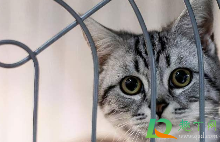 美短得心脏病会不会自己好(美短易发心脏病) 美短得心脏病会不会自己好(美短易发心脏病)